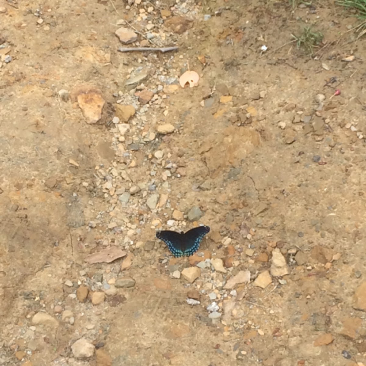 Black Butterfly With Blue Spots