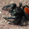 red backed jumping spider(male)