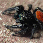 red backed jumping spider(male)