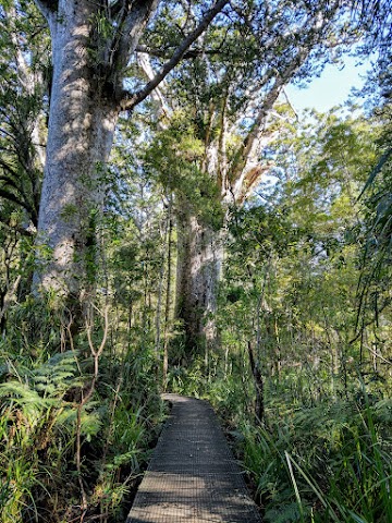 Kauri Walks Track Northland New Zealand