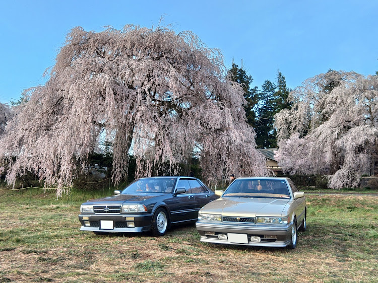 レパードのイベントはじまるよ・桜とコラボ🌸・車検前なのに😱…・トラブル発生に関するカスタム事例の投稿画像3枚目