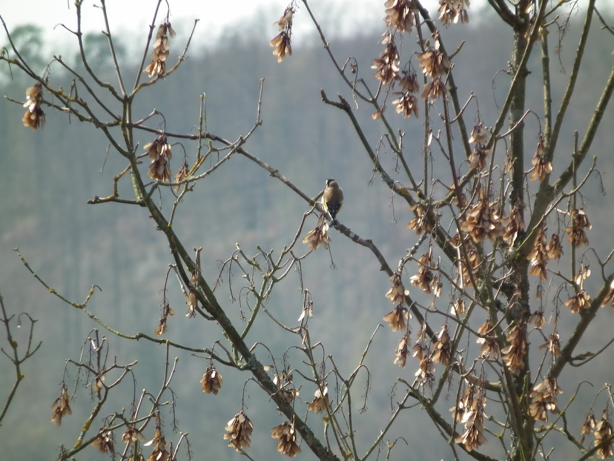 European goldfinch