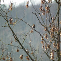 European goldfinch