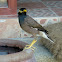 Common Myna