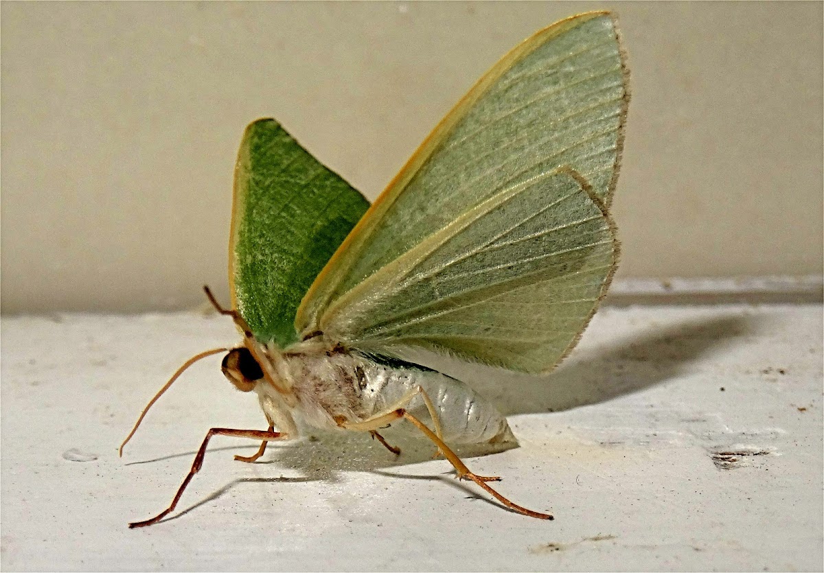 Emerald Geometer Moth