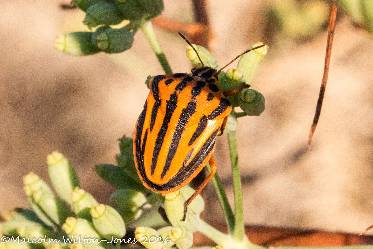 Mediterranean Striped Shield Bug