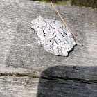 Grey Treefrog