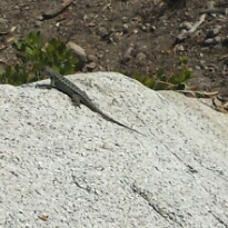 Western fence lizard