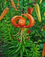 tiger lily