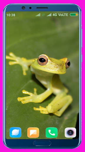 Frog Wallpaper Best 4K