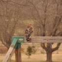 Red-shouldered hawk