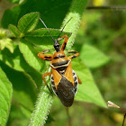 The Bee Assassin Bug