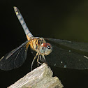 Blue Dasher