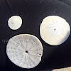 Pacific Sand Dollar