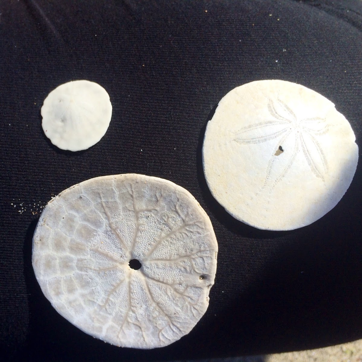 Pacific Sand Dollar