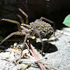 Rabid Wolf Spider (with spiderlings)