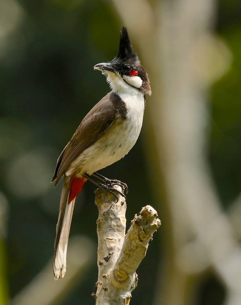 Red-whiskered Bulbul