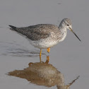 Greater Yellowlegs