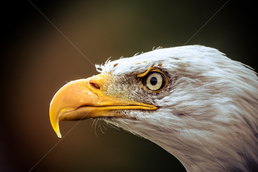 Eagle Eyed by Chris Knowles - Animals Birds