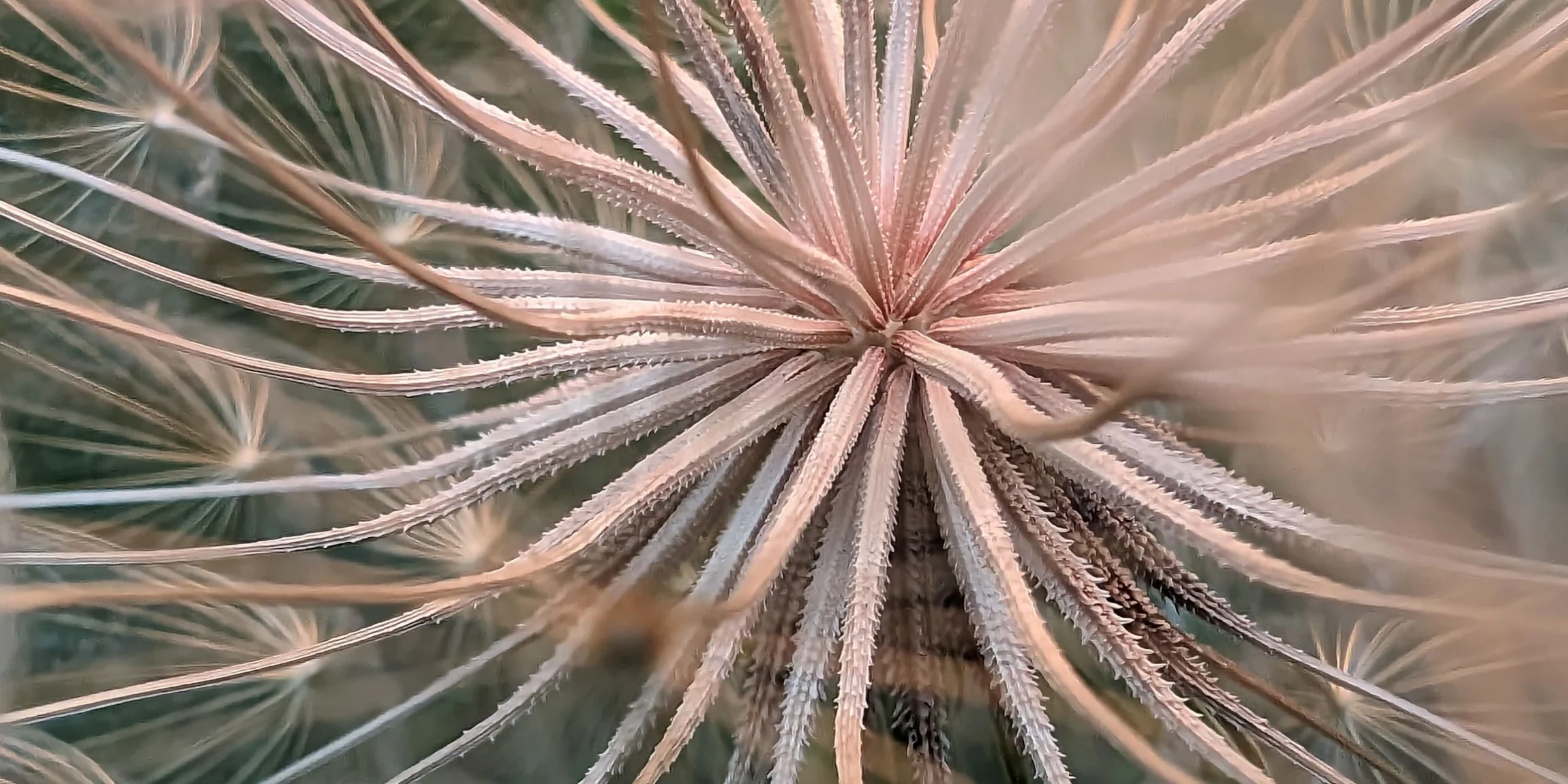 A Pixel 8 Pro macro shot of an aloe plant. Macro Focus captures the minute details of the plant's skin.