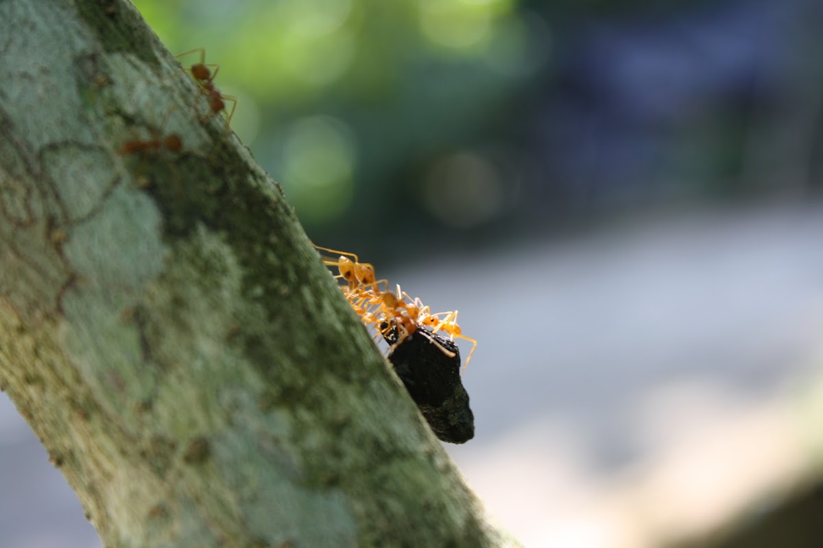 Green Weaver Ant