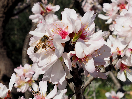 il richiamo del mandorlo in fiore di marco_de_giosa