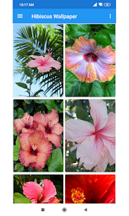 Hibiscus Wallpaper(圖1)-速報App