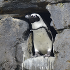 African Penguin