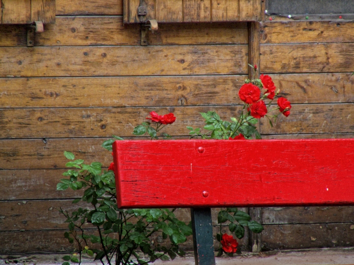 La panchina e la rosa di 'Lorena'