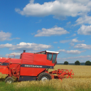 Harvest wheat