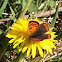 Small copper