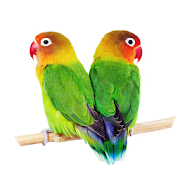 Suara Burung Lovebird Offline  Icon