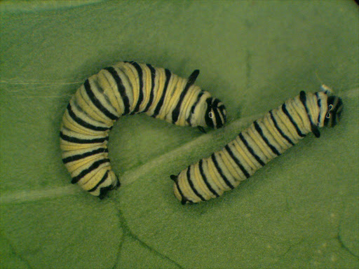 Caterpillars. File photo