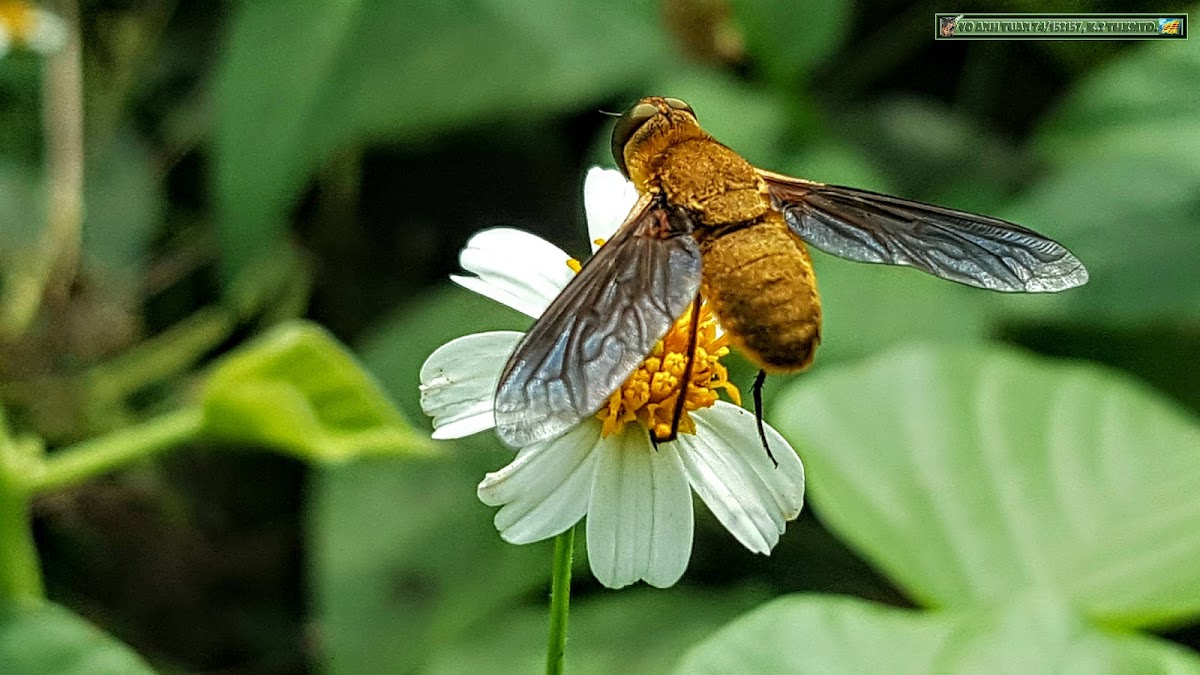 Bee Fly