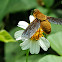 Bee Fly