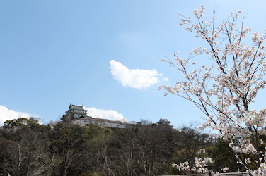 桜が満開、春の和歌山城