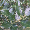 American Holly