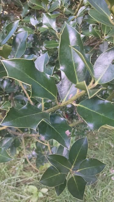 American Holly