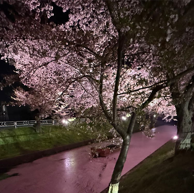 カローラツーリングのトヨタセーフティーセンス・最新化1・桜の花びらの川・小牧・AI画像に関するカスタム事例の投稿画像5枚目