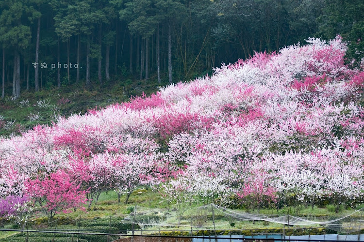 の投稿画像3枚目