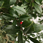 Common Holly