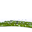 Lots of water drops on green reed