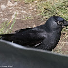 Jackdaw