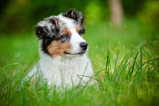 Australian Shepherd Wallpapers