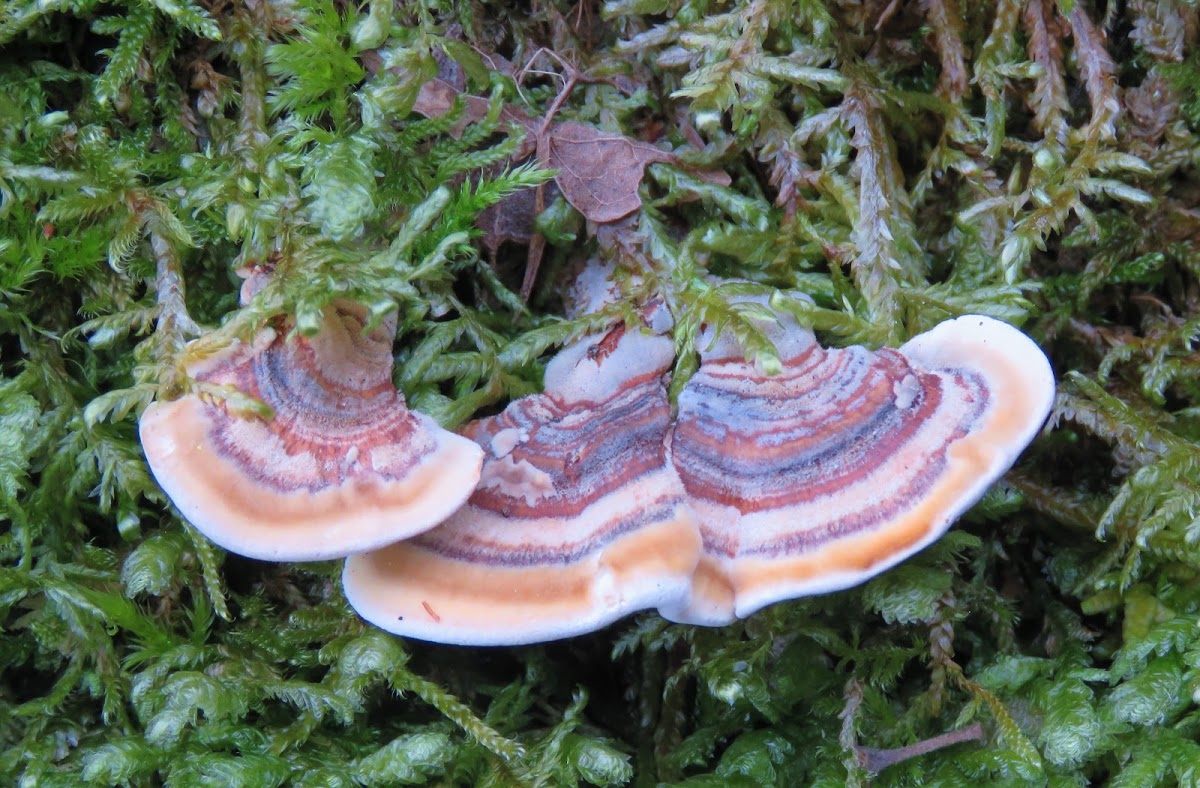 Bracket fungi