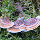 Bracket fungi