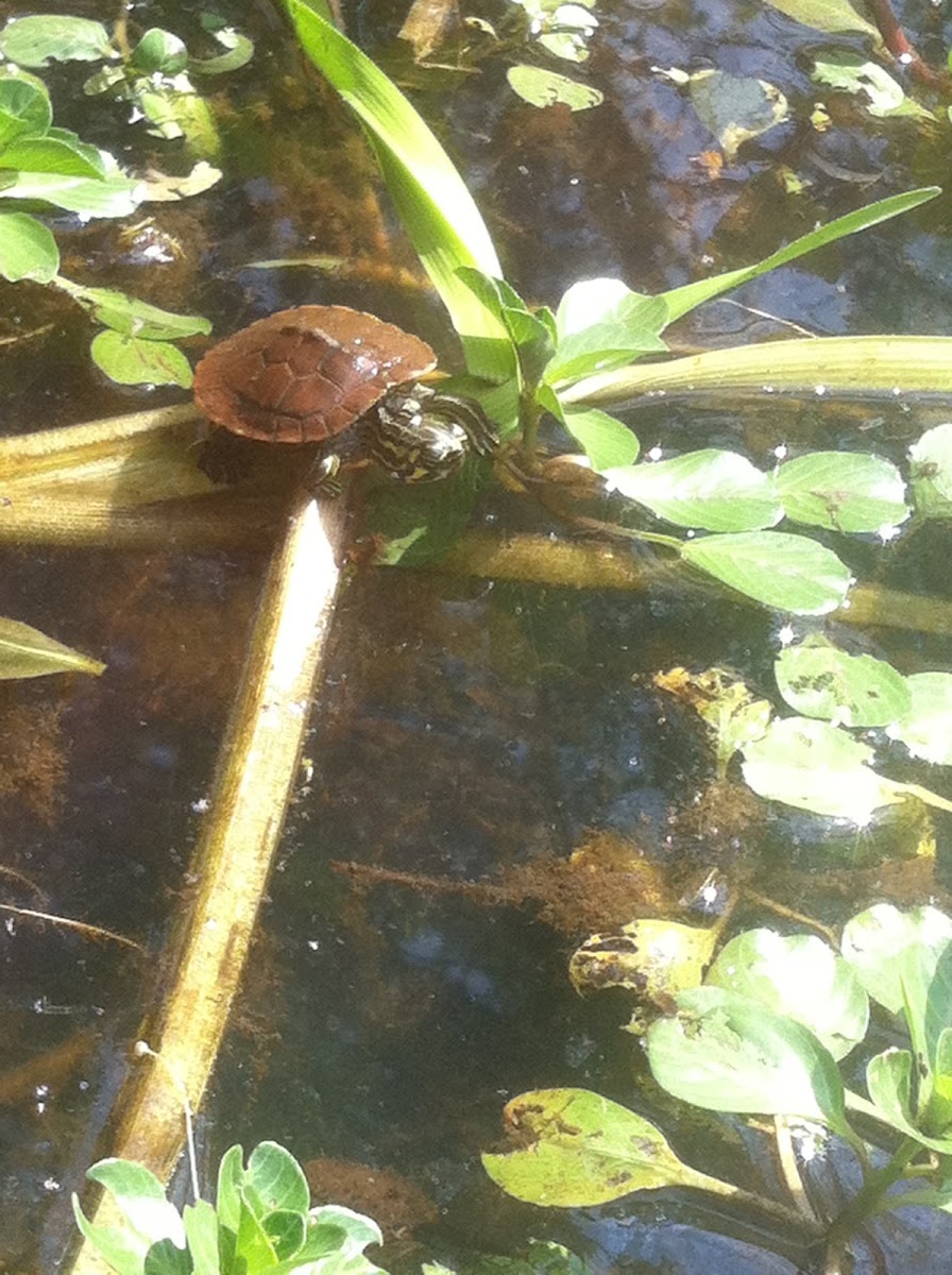 Baby Turtle