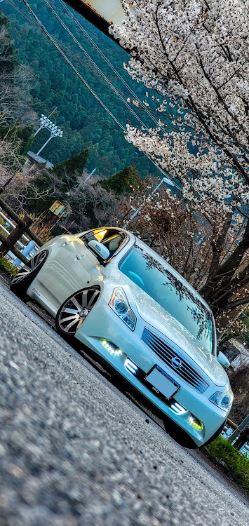 スカイラインの桜と愛車・ドライブ・桜とコラボ・skyline350gt・１人オフ会に関するカスタム事例の投稿画像4枚目