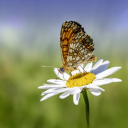 Butterfly perches on white flowers