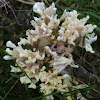 Crested Coral